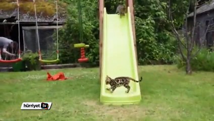 Bengal kedilerinin mutlu oyunu