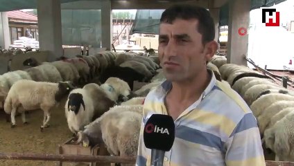 5 boynuzlu koç ilgi odağı oldu