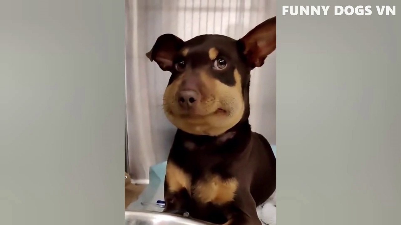 Funny Animal Videos