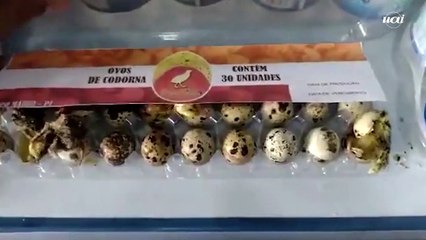 Codornas nascem em mercado no Piauí devido ao calor