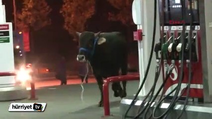 Kurbanlık dana trafiği birbirine kattı