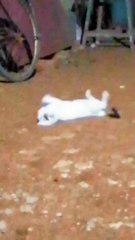 BOLO TARA RA RA  CAT  DANCE  FUNNY