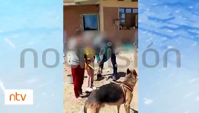 Mis perros no son malos, son mansitos : Vecinos denuncian la tenencia de canes agresivos, temen por su seguridad