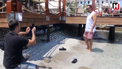 Bodrum koylarını mesken tutan beyaz fok balığını şikayet ettiler