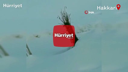 Yüksekova’da beyaz gelincik görüntülendi