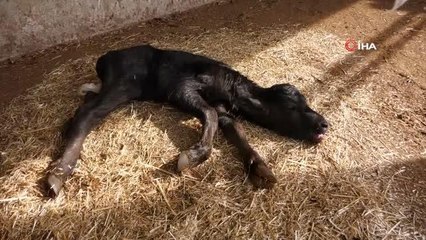 Manda yavruları,çakal tehdidi altında