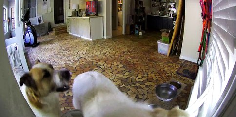 Dogs Pull Down Blinds For a Better View