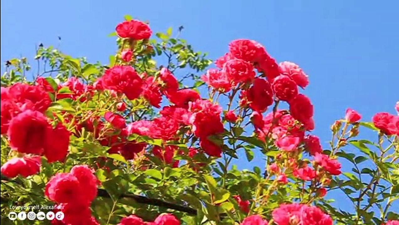 Pour vous avec amour ! belle douce musique de piano ! Les fleurs s'épanouissent magnifiquement