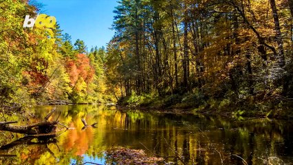Thinking of Raking Leaves? Think Again!