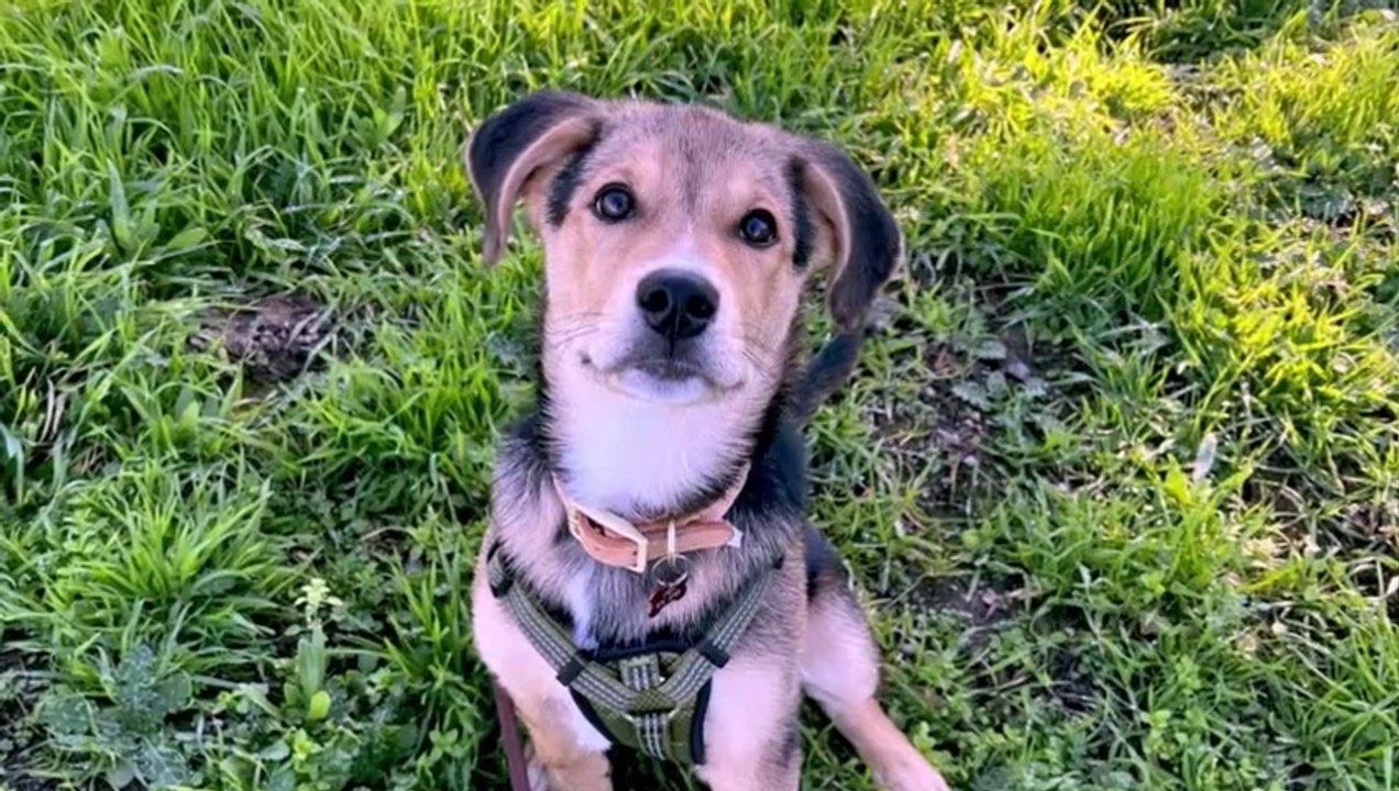 Puppy abandoned in parking lot finds love and a forever home
