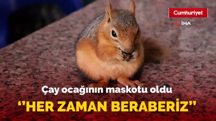 "Boncuk" Sincap Çay Ocağının Maskotu Oldu