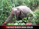 100 KİLO BİBER İMHA EDİLDİ