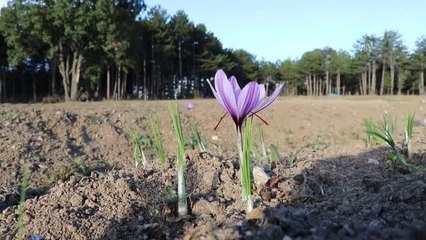 "Mucize bitki" safran, çalıştayda ele alınacak