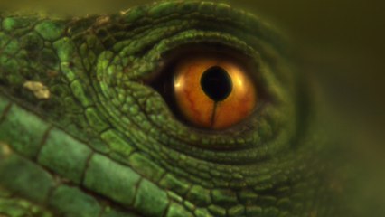 Mongolischer Riesenwurm: Das Wesen, das aus dem Sand heraus tötet