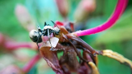 Macro shot of ant