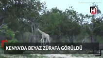 Kenya'da beyaz zürafa görüldü