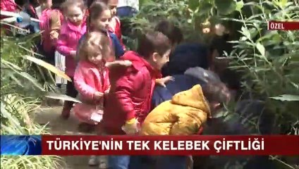 İşte Türkiye'nin ilk kelebek çiftliği