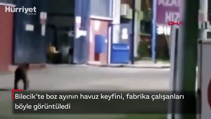 Boz ayının havuz keyfi kamerada