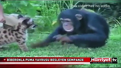 BİBERONLA PUMA YAVRUSU BESLEYEN ŞEMPANZE