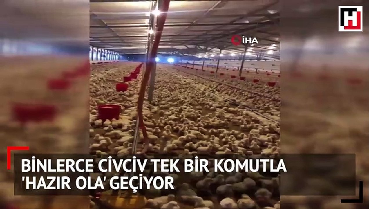 Bunlar da 'eğitimli civciv'