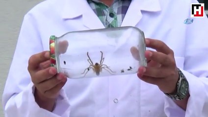 Et yiyen örümcek Bilecik'te görüldü