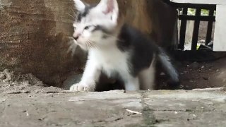 funny babby cat & animals compilation videos 2022