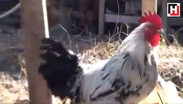 Usame bin Ladin'in bilgisayarından çıkanlar şoke etti