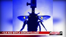 İLK KEZ BÖYLE GÖRÜNTÜLENDİ