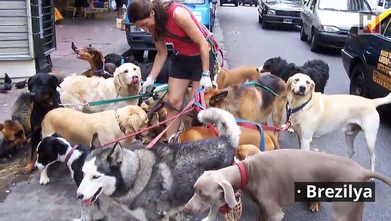 Köpekler hakkında 10 şaşırtıcı bilgi