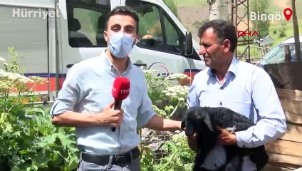 Bingöl depreminde annesini kaybeden 5 günlük kuzuya ilgi