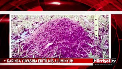 KARINCALARIN YUVASINDAKİ GİZEM HERKESİ HAYRETE DÜŞÜRDÜ