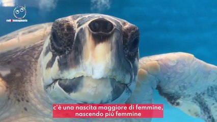 A Napoli un ospedale per le tartarughe
