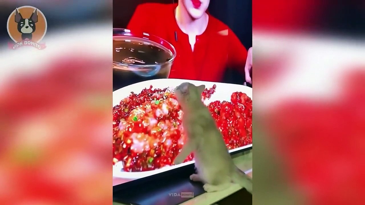 Animais engraçados 2022 - Cães e gatos engraçados - Episódio 06