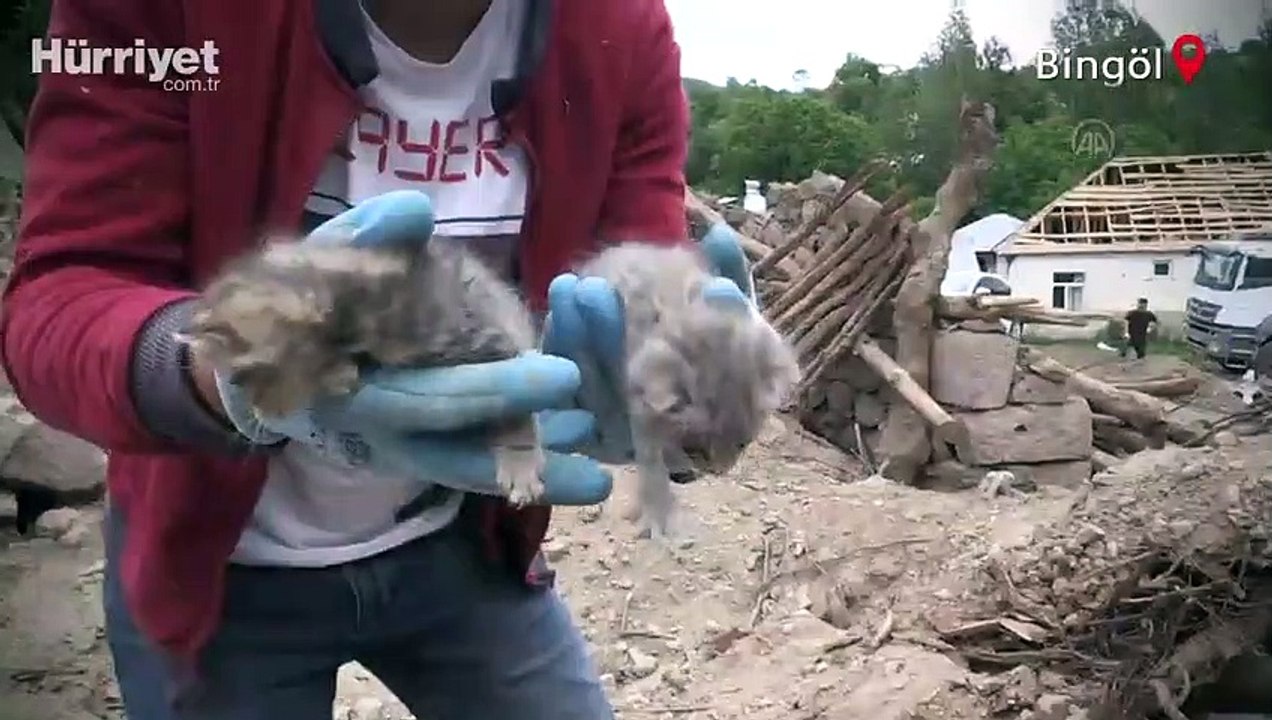 Bingöl'deki depremden 5 gün sonra 2 kedi yavrusu enkazdan sağ çıkarıldı