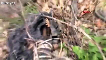 Bingöl'de çok sayıda silah ve mühimmat ele geçirildi