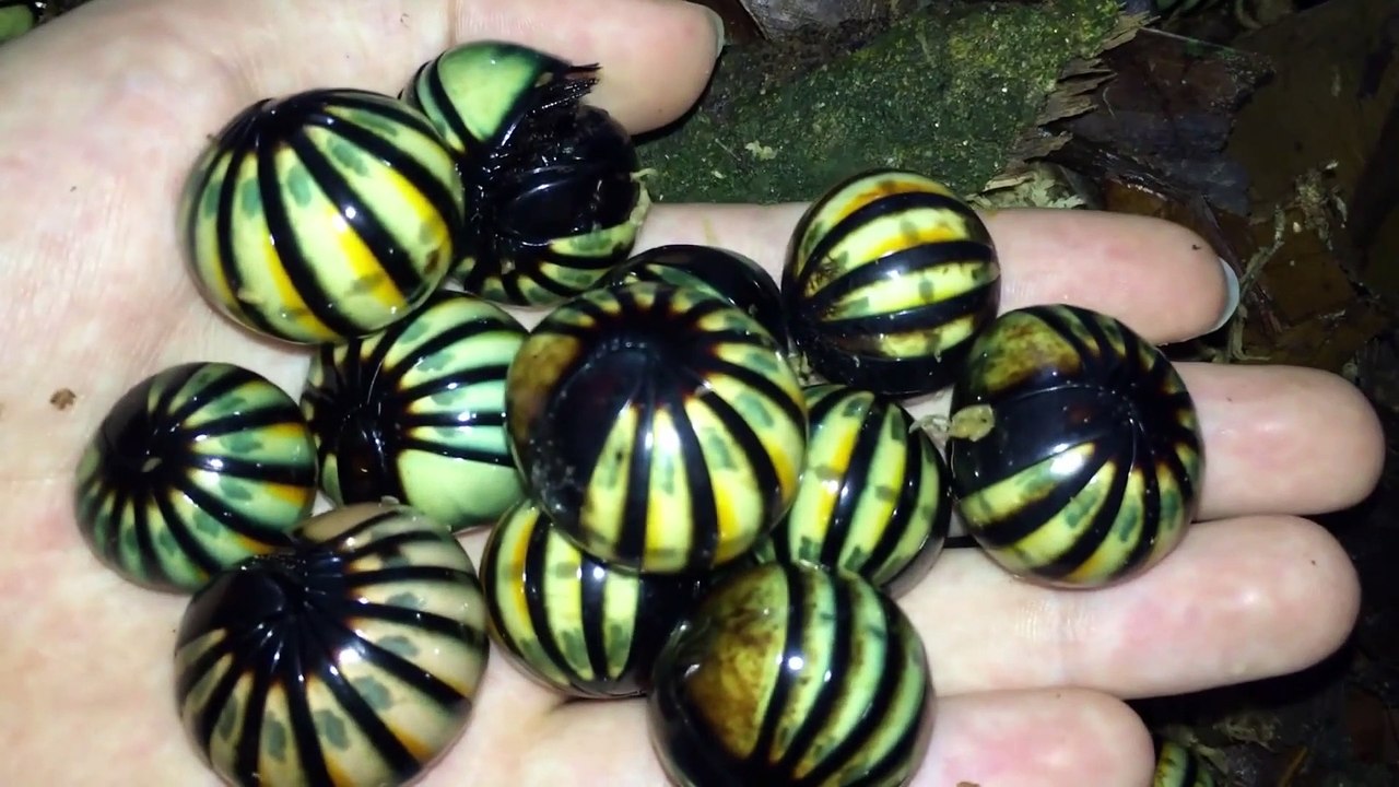 Non ce ne sont pas des gros bonbons... juste des insectes