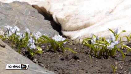 Kardelenler görenleri hayran bırakıyor