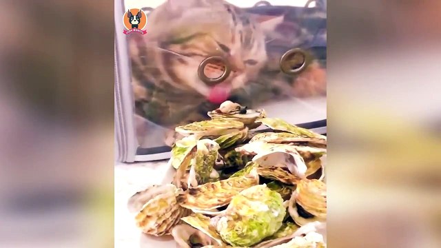 Animais engraçados 2022 - Cães e gatos fofos fazendo coisas engraçadas #4