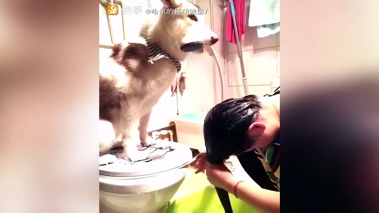 Animais engraçados 2022 - Cães e gatos fofos fazendo coisas engraçadas #7