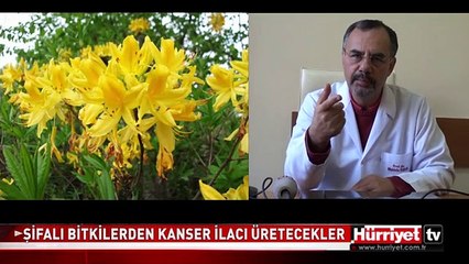 ŞİFALI BİTKİLERDEN KANSER İLACI ÜRETECEKLER