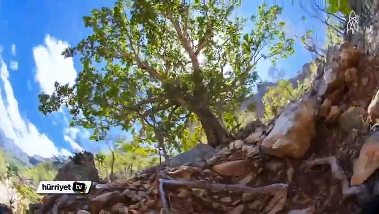 Kendine özgü bitki örtüsü ile Sokotra Adası