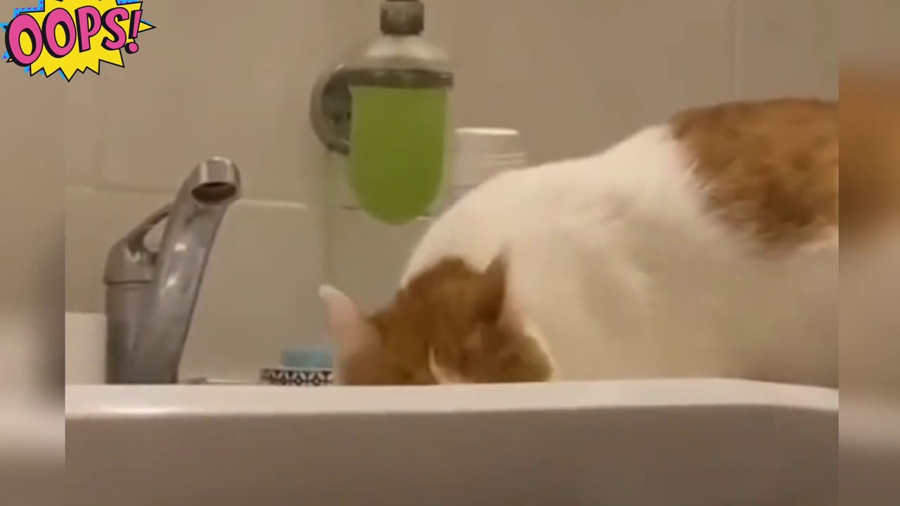 funny animals 2