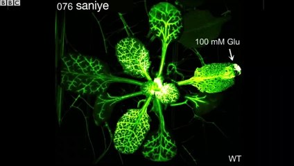 Bitkiler saldırı tehdidi karşısında nasıl savunmaya geçiyor?