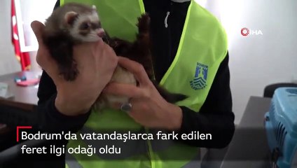 Feret, ilgi odağı oldu