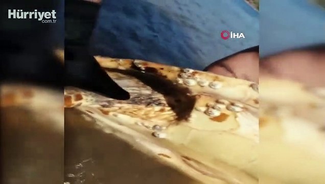 Nesli tükenmekte olan deniz canlısını kurtarmak için seferber oldular