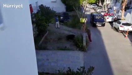Yaban domuzu gündüz Bodrum merkezine indi