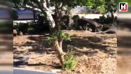 Domuz sürüleri site bahçelerinde yaşamaya başladı