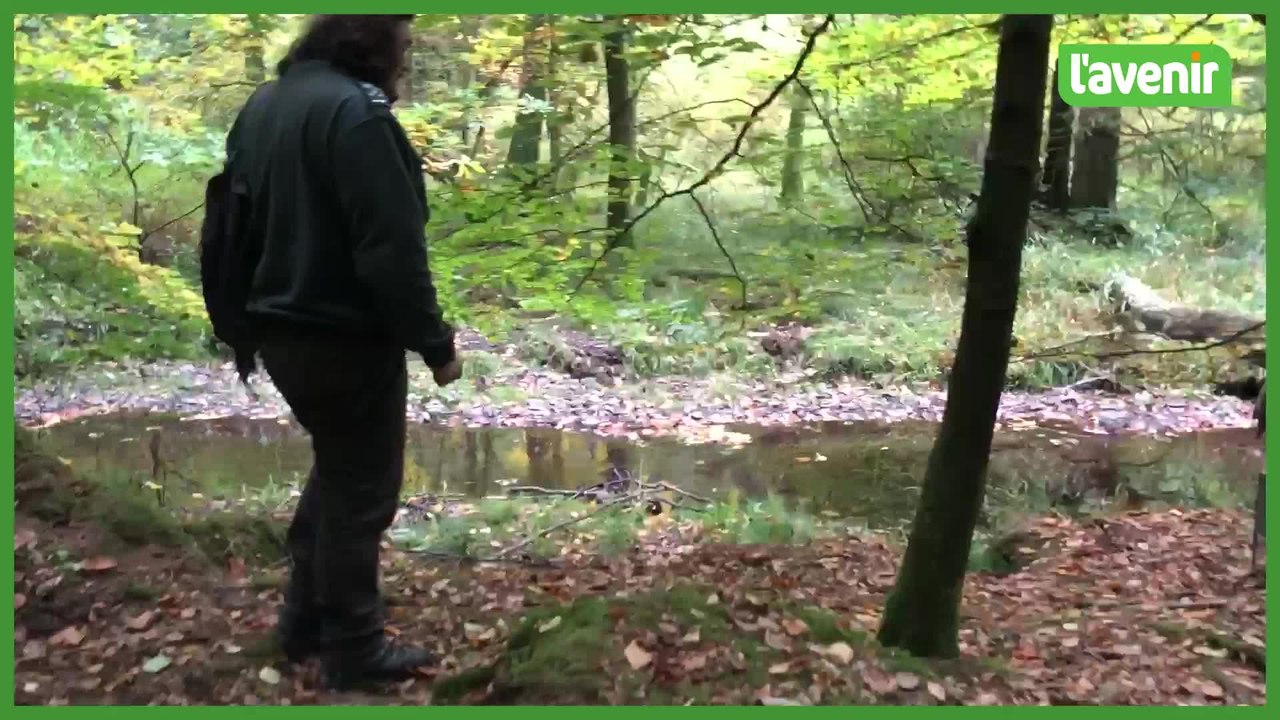 Le raton laveur menace la biodiversité