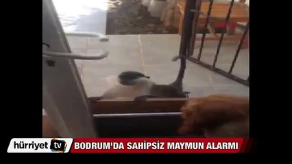 Bodrum'da sahipsiz maymun alarmı