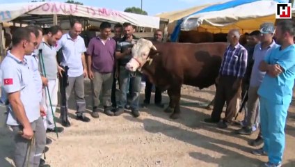 Boğa yakalama timi göreve hazır